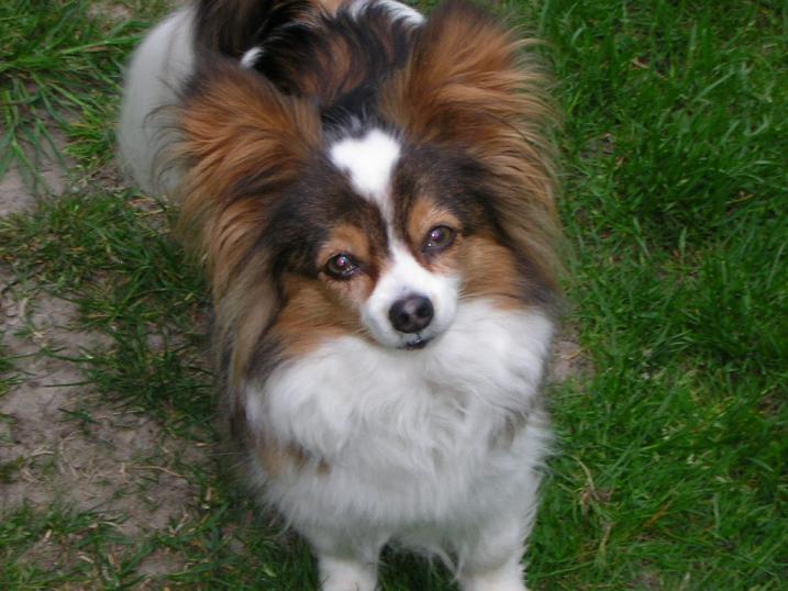 Papillon - LitenHund.se