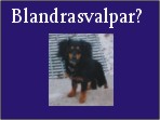 Blandrasvalpar.se